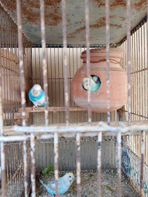 Australian Parrot , Budgie , For sale with Chicks 1