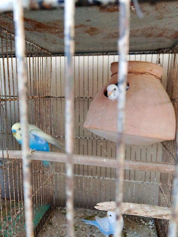 Australian Parrot , Budgie , For sale with Chicks 2