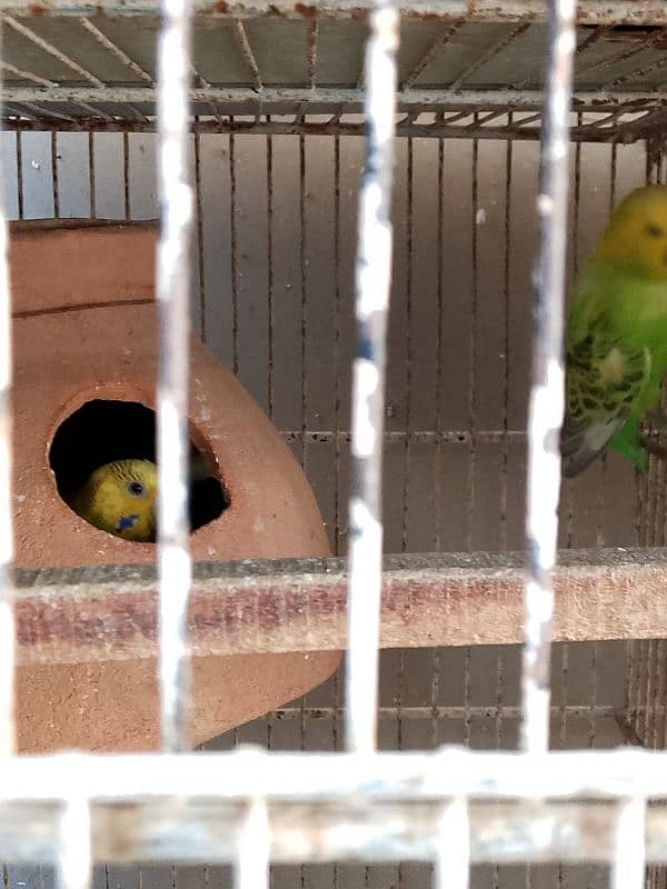 Australian Parrot , Budgie , For sale with Chicks 3