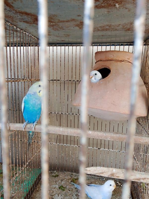 Australian Parrot , Budgie , For sale with Chicks 5