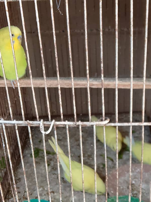 Australian Parrot , Budgie , For sale with Chicks 6