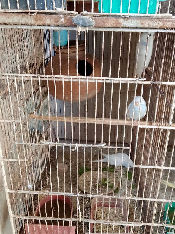 Australian Parrot , Budgie , For sale with Chicks 7