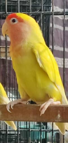 common