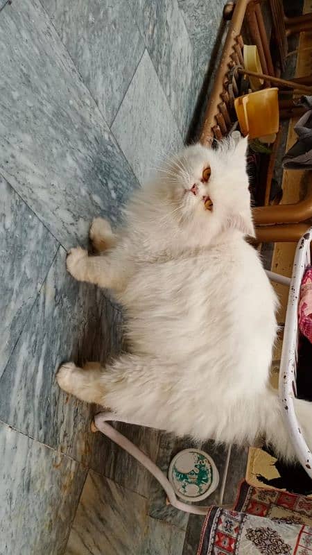 Persian Male Tripple Coated Semi Punch Cat 1