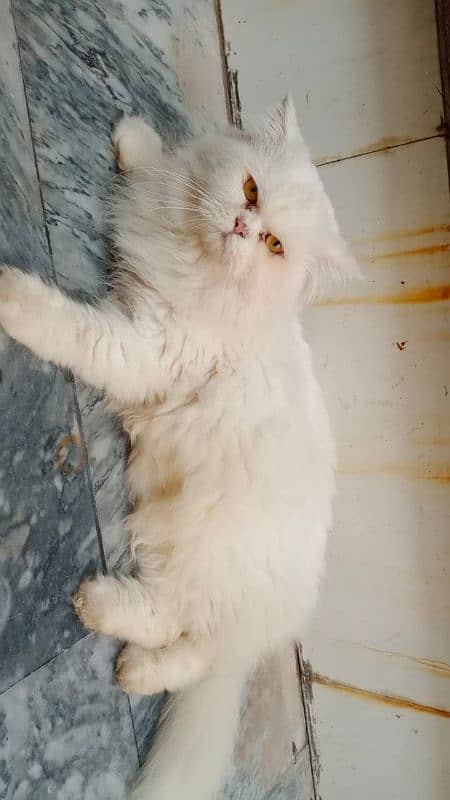 Persian Male Tripple Coated Semi Punch Cat 0