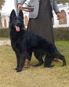 top quality German Shepherd long coat female for sale