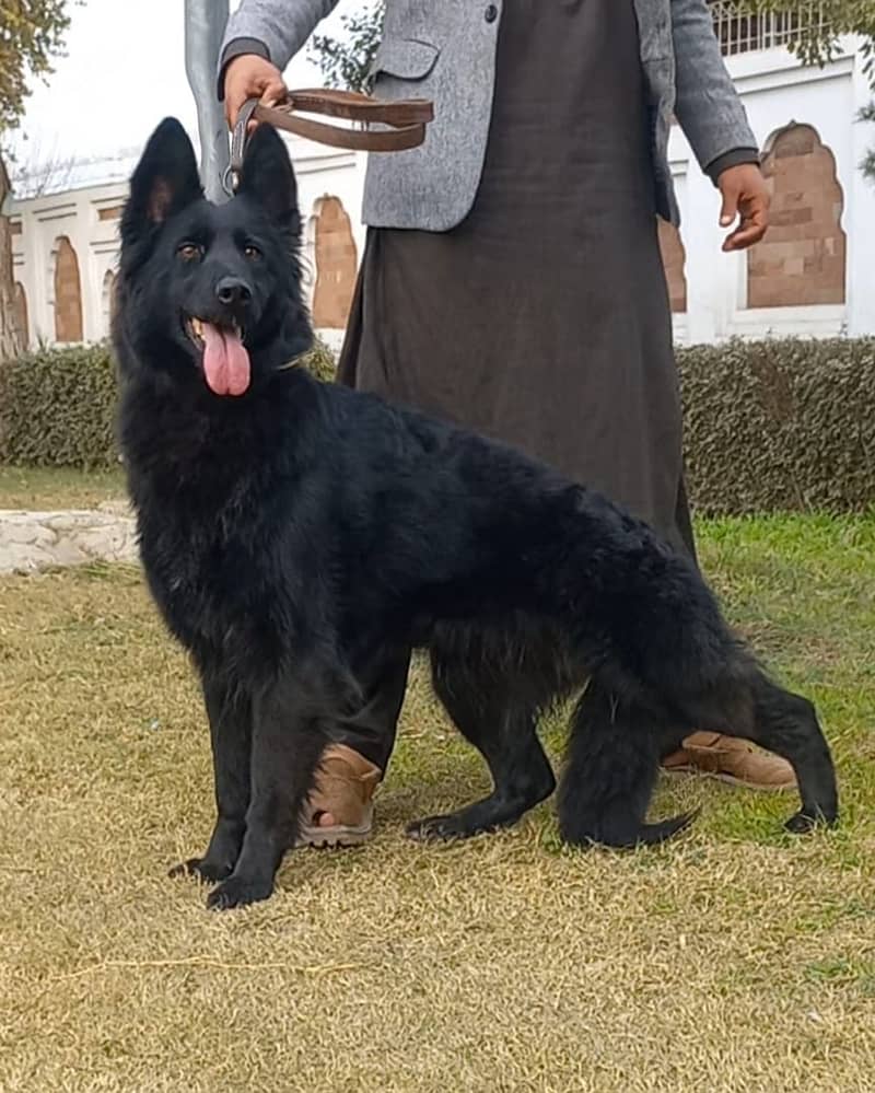 top quality German Shepherd long coat female for sale 0