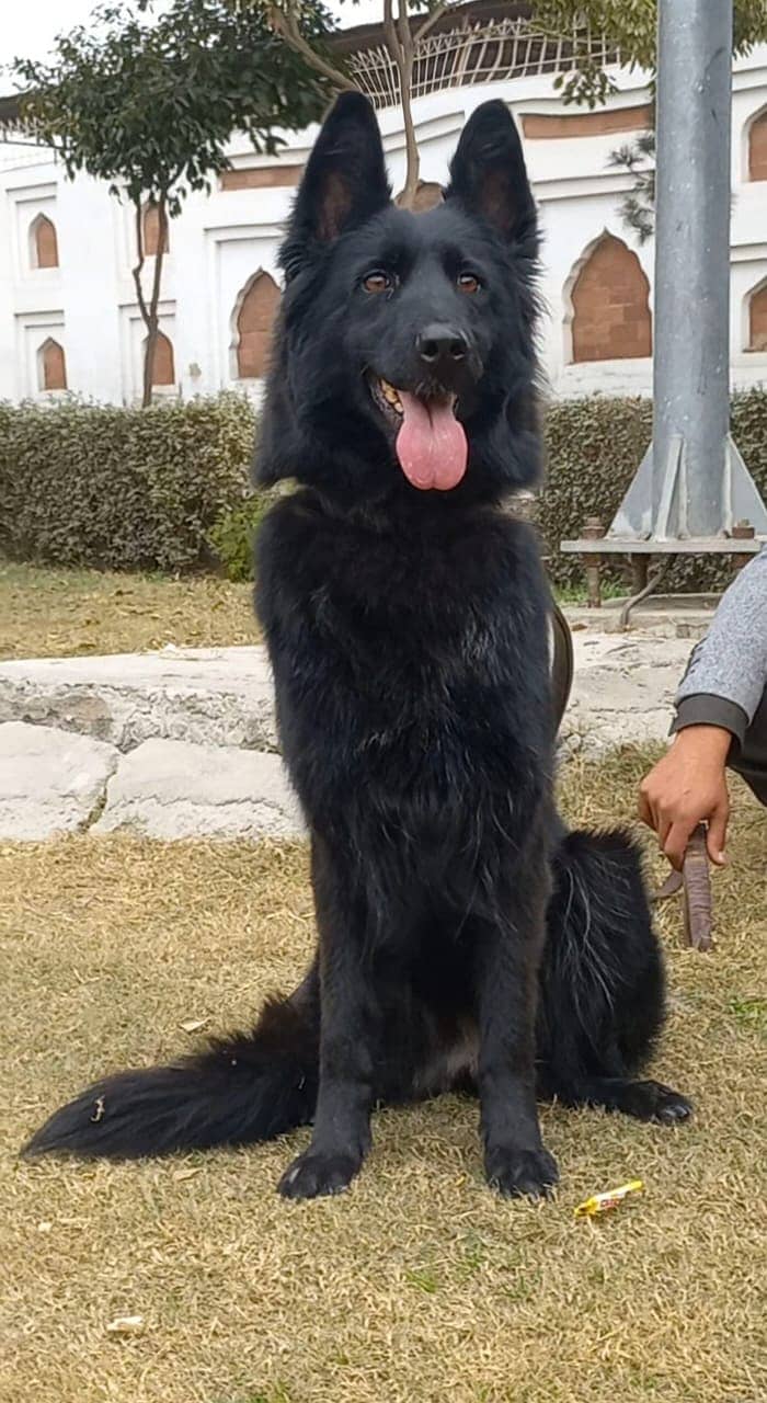 top quality German Shepherd long coat female for sale 1