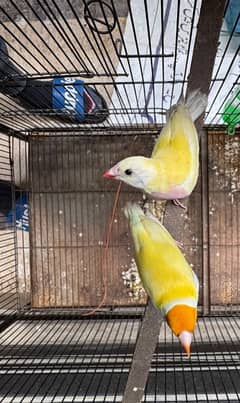 Gouldian pair for new home