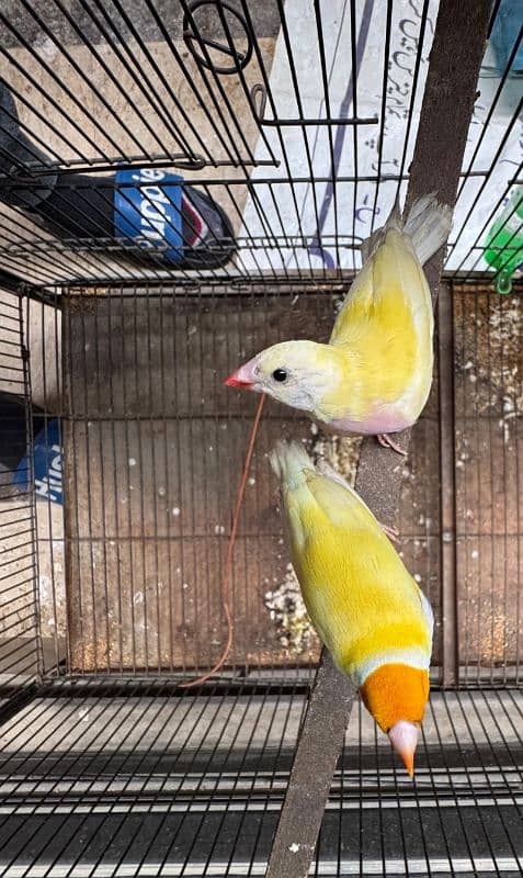 Gouldian pair for new home 0