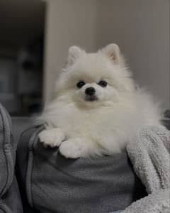 pomeranian