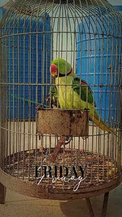 Alexandrine parakeet