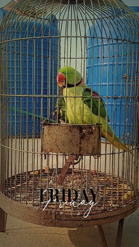 Alexandrine parakeet 0