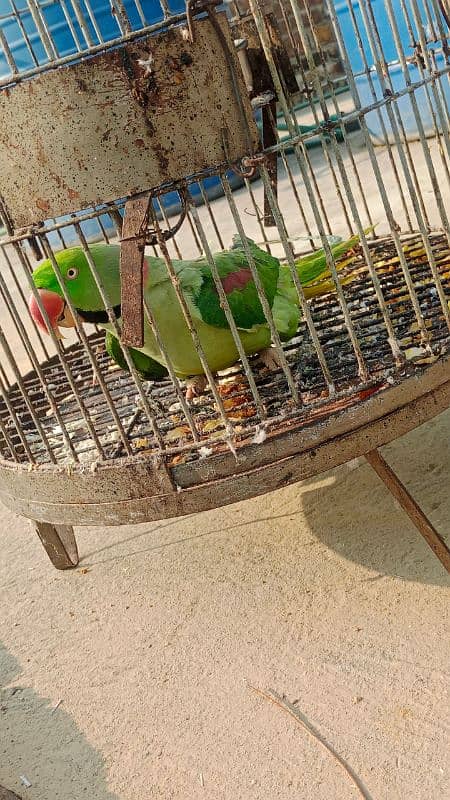 Alexandrine parakeet 1