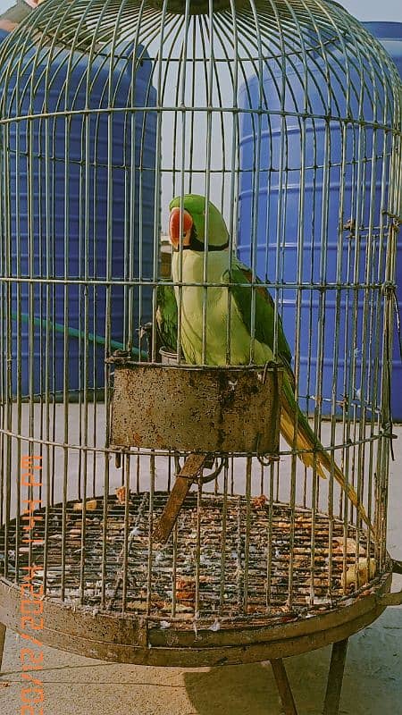 Alexandrine parakeet 2