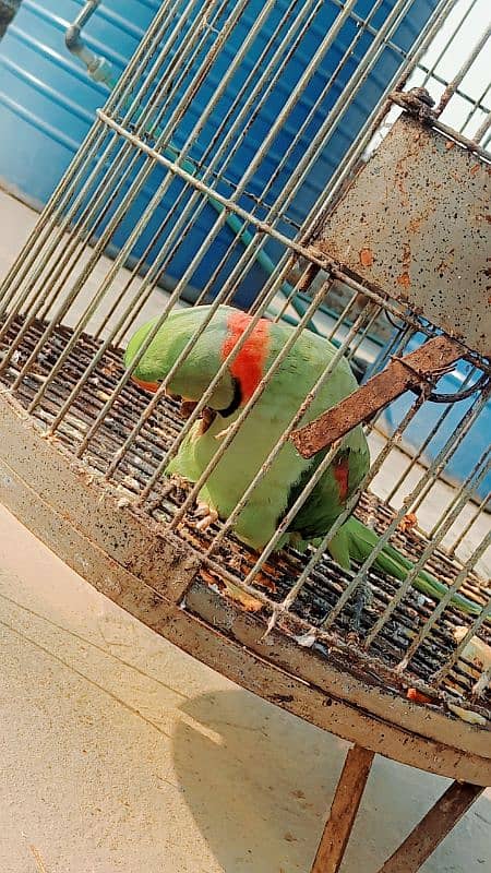 Alexandrine parakeet 3