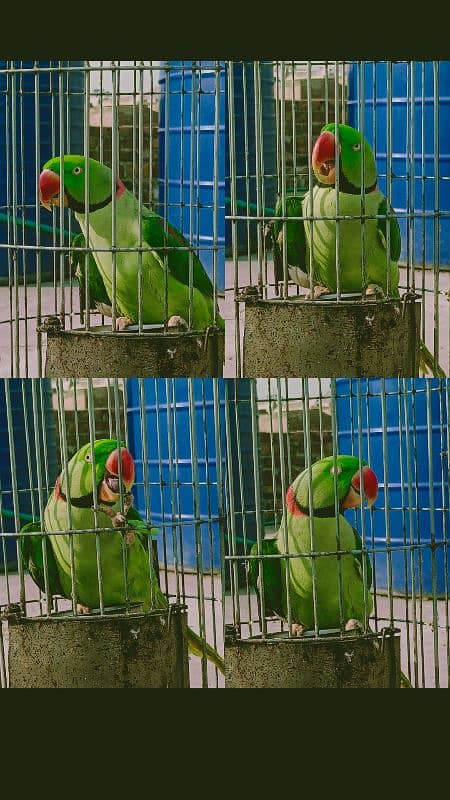 Alexandrine parakeet 6