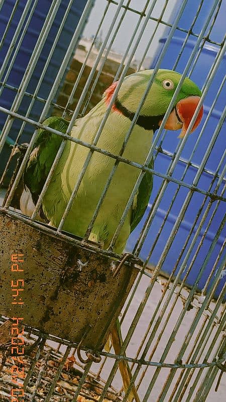 Alexandrine parakeet 7