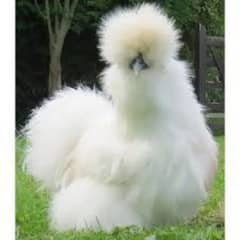 silky and Golden polish & English game hens eggs avlb