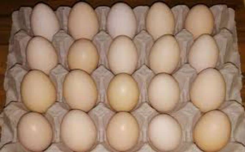 silky and English game hens eggs avlb 1