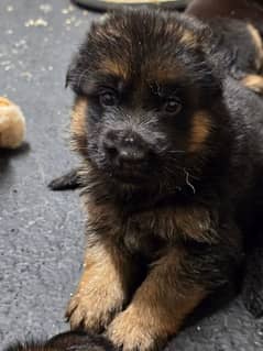 black German Shepherd puppy / GSD dog /long coat puppies / german dog