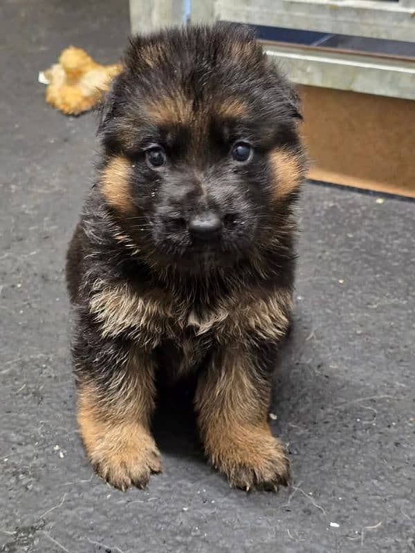 black German Shepherd puppy / GSD dog /long coat puppies / german dog 2