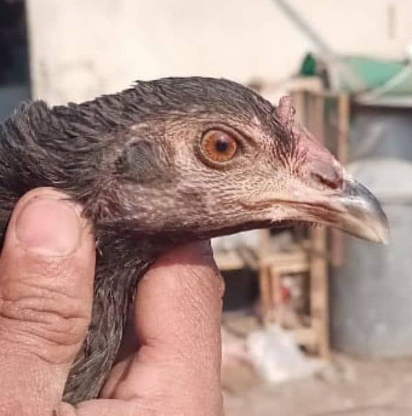 Thai Red Pakoya or Pakistani Sindhi Lakha Aseel ka chicks for sale ha 5