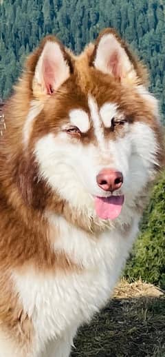 Top Quality Siberian Husky Available for Stud/Mating