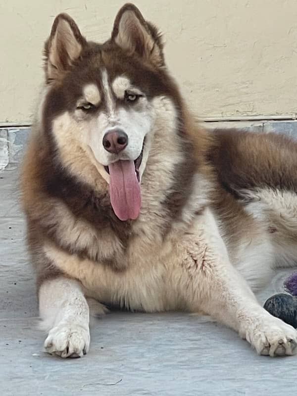 Top Quality Siberian Husky Available for Stud/Mating 1