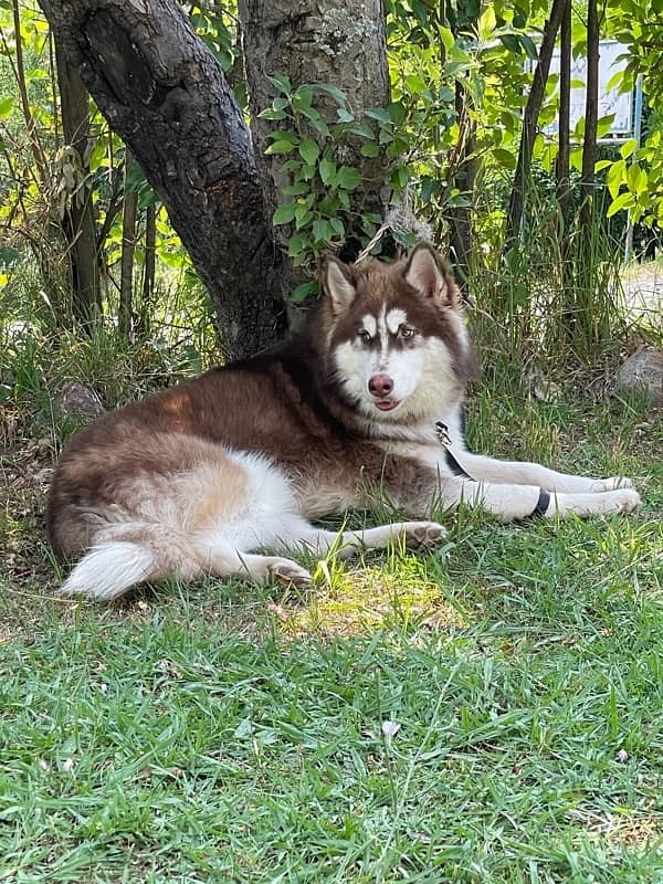 Top Quality Siberian Husky Available for Stud/Mating 2