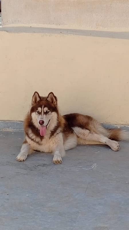 Top Quality Siberian Husky Available for Stud/Mating 3