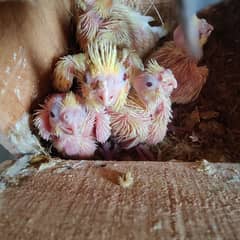 Cocktail 5 Chiks for sell 1 chik price 1500