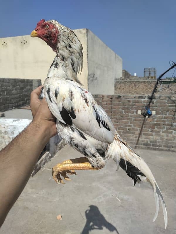 Cheena murga for sale urgent for sell Home breed 0