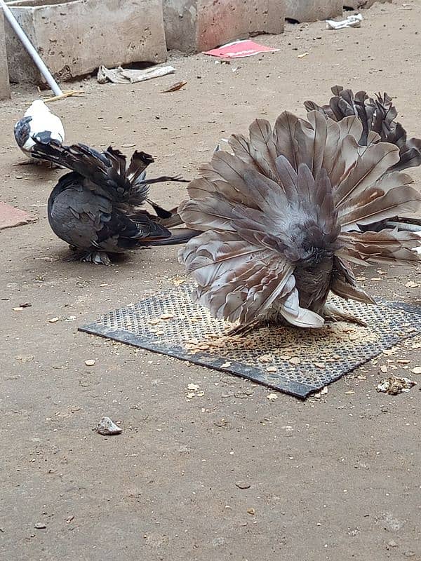 American faintail males/fancy shirazi chicks pair 6