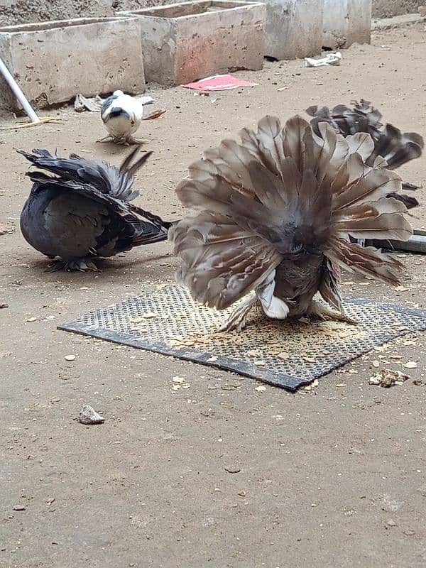 American faintail males/fancy shirazi chicks pair 7