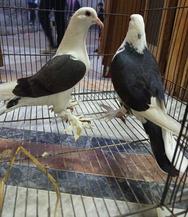 American faintail males/fancy shirazi chicks pair 8