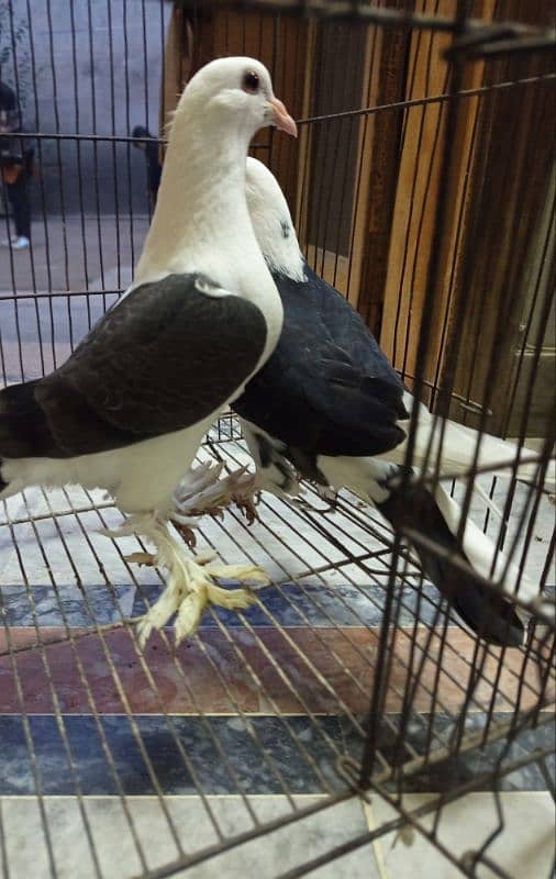 American faintail males/fancy shirazi chicks pair 9