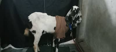 Desi Bakri