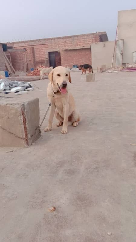 labrador pair looking for loving home 0