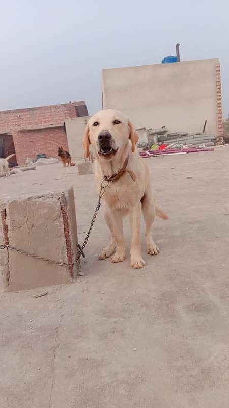 labrador pair looking for loving home 1