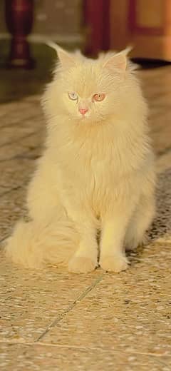 odd eyes persian cat for sale