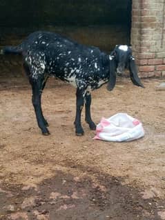 pur Dasi Black chini Female