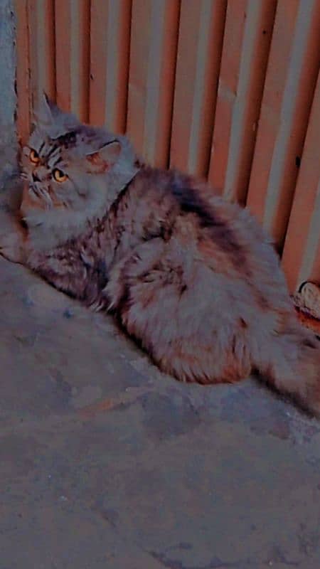 Persian Cat One available 0