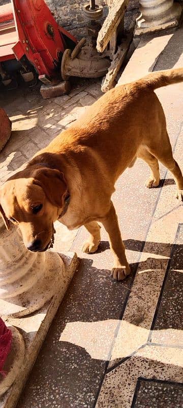 labrador dog 2