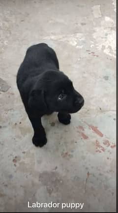 Labrador