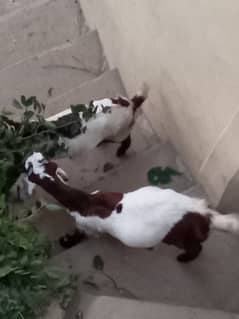 Twin female goats