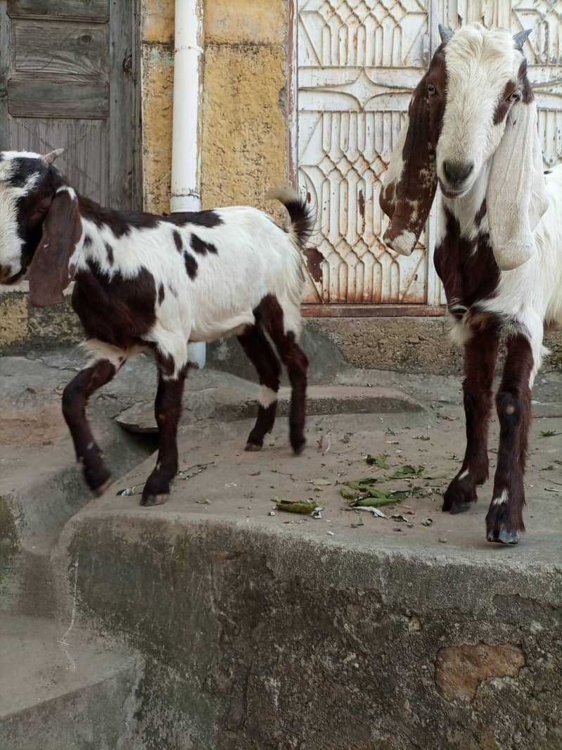 Twin female goats 1