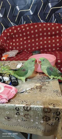 parrot pair for sale parot parrot