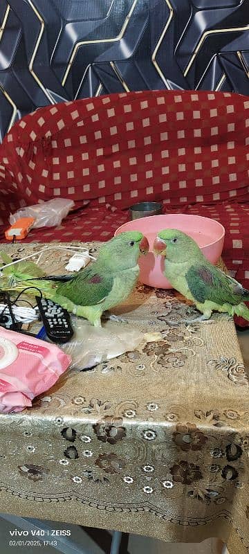 parrot pair for sale parot parrot 0