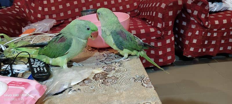 parrot pair for sale parot parrot 1